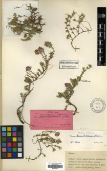 Type specimen at Edinburgh (E). Davis, Peter; Dodds, J.; Çetik, R.: . Barcode: E00296663.