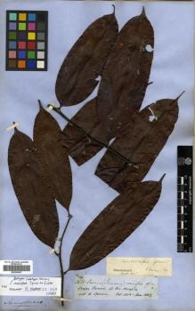 Type specimen at Edinburgh (E). Spruce, Richard: 2685. Barcode: E00296667.