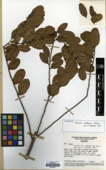 Type specimen at Edinburgh (E). Anderson, William; Stieber, M.; Kirkbride, Joseph: 36463. Barcode: E00296668.