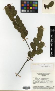Type specimen at Edinburgh (E). Anderson, William; Stieber, M.; Kirkbride, Joseph: 36769. Barcode: E00296669.