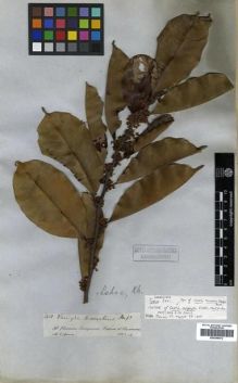Type specimen at Edinburgh (E). Spruce, Richard: 3451. Barcode: E00296672.
