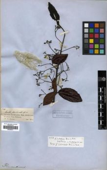 Type specimen at Edinburgh (E). Spruce, Richard: 1580. Barcode: E00296673.