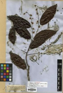 Type specimen at Edinburgh (E). Spruce, Richard: 1489. Barcode: E00296675.