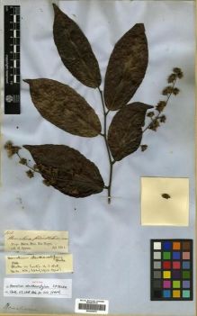 Type specimen at Edinburgh (E). Spruce, Richard: 1662. Barcode: E00296676.