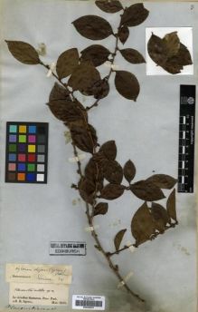 Type specimen at Edinburgh (E). Spruce, Richard: . Barcode: E00296679.