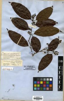 Type specimen at Edinburgh (E). Spruce, Richard: 1600. Barcode: E00296681.