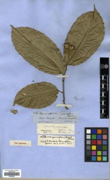 Type specimen at Edinburgh (E). Spruce, Richard: 4897. Barcode: E00296683.