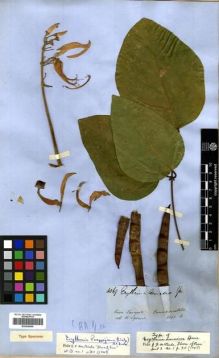 Type specimen at Edinburgh (E). Spruce, Richard: 4069. Barcode: E00296690.