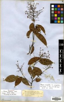 Type specimen at Edinburgh (E). Spruce, Richard: 1901. Barcode: E00296698.