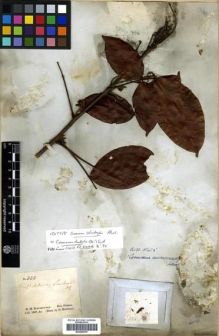 Type specimen at Edinburgh (E). Schomburgk, Robert: 333. Barcode: E00296707.