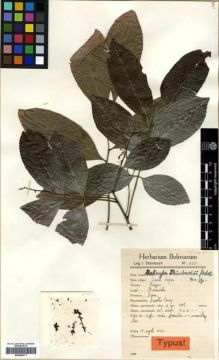 Type specimen at Edinburgh (E). Steinbach, José: 6301. Barcode: E00296711.