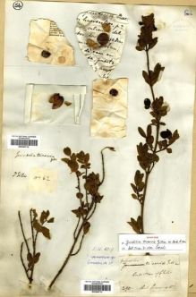 Type specimen at Edinburgh (E). Gillies, John: 62. Barcode: E00296714.