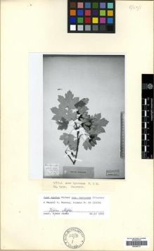 Type specimen at Edinburgh (E). Hohenacker, Rudolph: . Barcode: E00296727.