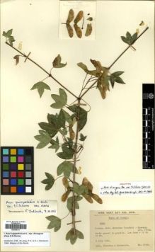 Type specimen at Edinburgh (E). Stainton, John; Henderson, Douglas: 6130. Barcode: E00296731.