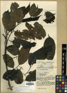 Type specimen at Edinburgh (E). Lawrence, Alexander: 811. Barcode: E00296732.