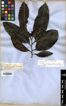 Type specimen at Edinburgh (E). Spruce, Richard: 1920. Barcode: E00296738.