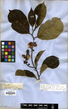 Type specimen at Edinburgh (E). Spruce, Richard: 1797. Barcode: E00296739.