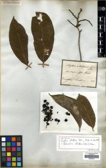Type specimen at Edinburgh (E). Martius, Carl: . Barcode: E00296744.