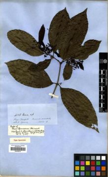 Type specimen at Edinburgh (E). Spruce, Richard: 1855. Barcode: E00296750.