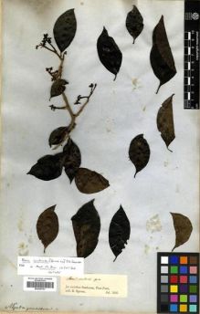 Type specimen at Edinburgh (E). Spruce, Richard: . Barcode: E00296753.