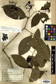 Type specimen at Edinburgh (E). Fiebrig, Karl: 4767. Barcode: E00296754.