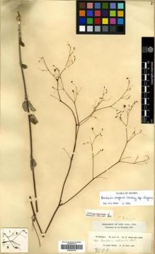 Type specimen at Edinburgh (E). Schimper, Georg: 744. Barcode: E00296758.