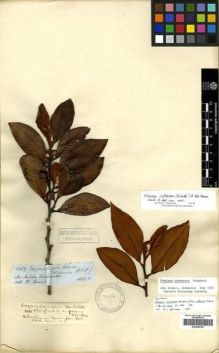 Type specimen at Edinburgh (E). Spruce, Richard: 5089. Barcode: E00296768.