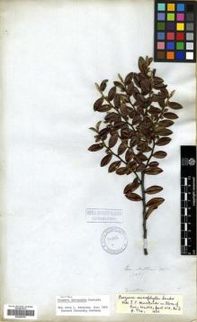 Type specimen at Edinburgh (E). Mathews, Andrew: 1567. Barcode: E00296769.