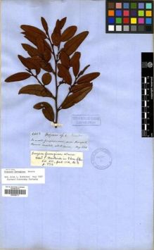 Type specimen at Edinburgh (E). Spruce, Richard: 4442. Barcode: E00296771.