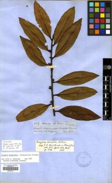 Type specimen at Edinburgh (E). Spruce, Richard: 4359. Barcode: E00296772.