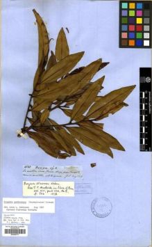 Type specimen at Edinburgh (E). Spruce, Richard: 4841. Barcode: E00296773.