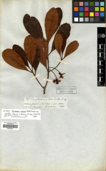 Type specimen at Edinburgh (E). Spruce, Richard: 3496. Barcode: E00296782.
