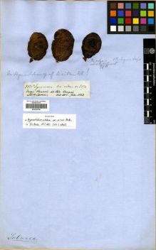 Type specimen at Edinburgh (E). Spruce, Richard: 2870. Barcode: E00296786.