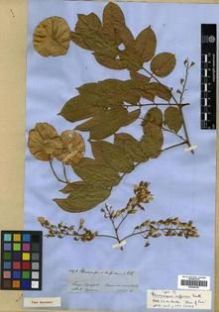 Type specimen at Edinburgh (E). Spruce, Richard: 4471. Barcode: E00296788.