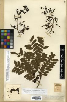 Type specimen at Edinburgh (E). Smith, Herbert: 2033. Barcode: E00296792.
