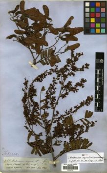 Type specimen at Edinburgh (E). Spruce, Richard: 2758. Barcode: E00296798.