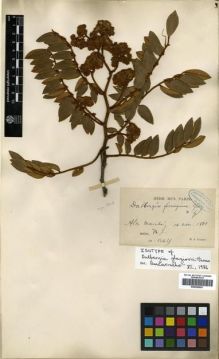 Type specimen at Edinburgh (E). Glaziou, Auguste: 13425. Barcode: E00296801.