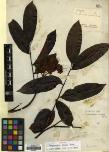 Type specimen at Edinburgh (E). Schomburgk, Robert: 296. Barcode: E00296802.