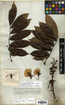 Type specimen at Edinburgh (E). Spruce, Richard: 3357. Barcode: E00296811.