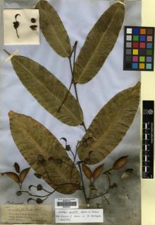 Type specimen at Edinburgh (E). Spruce, Richard: 2154. Barcode: E00296812.