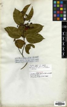 Type specimen at Edinburgh (E). Spruce, Richard: 2971. Barcode: E00296814.