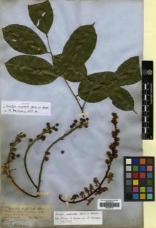 Type specimen at Edinburgh (E). Spruce, Richard: 2048. Barcode: E00296815.