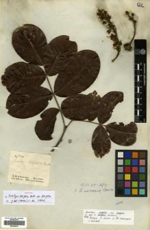 Type specimen at Edinburgh (E). Schomburgk, Robert: 724. Barcode: E00296816.