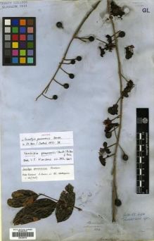 Type specimen at Edinburgh (E). Seemann, Berthold: 224. Barcode: E00296818.