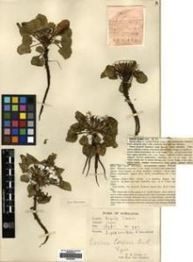Type specimen at Edinburgh (E). Cooper, Roland: 793. Barcode: E00296820.