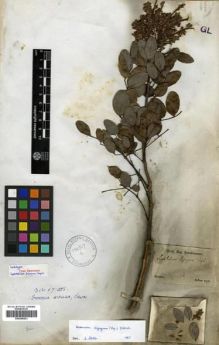 Type specimen at Edinburgh (E). Sellow, Friedrich: . Barcode: E00296821.