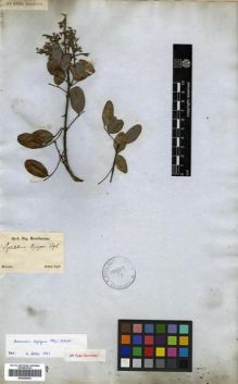 Type specimen at Edinburgh (E). Sellow, Friedrich: . Barcode: E00296822.