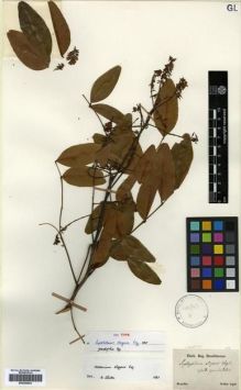 Type specimen at Edinburgh (E). Sellow, Friedrich: . Barcode: E00296824.