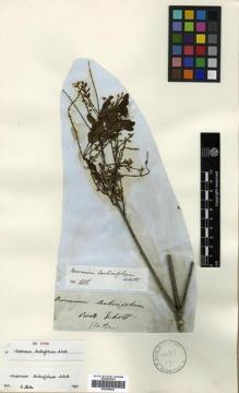 Type specimen at Edinburgh (E). Schott, Heinrich: . Barcode: E00296825.