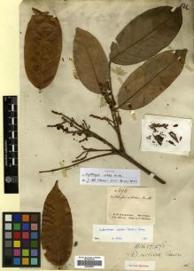 Type specimen at Edinburgh (E). Schomburgk, Robert: 896. Barcode: E00296827.